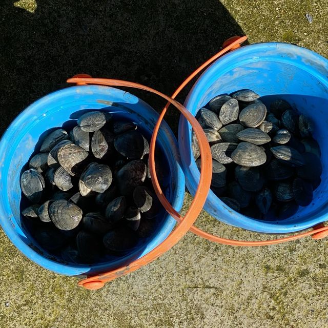 선재사메기 🦪갯벌체험🐚 바지락 캐기! 도오전~