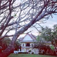 แชะภาพสวยๆกลางซุ้มอุโมงค์ต้นลีลาวดี 🍃🍂