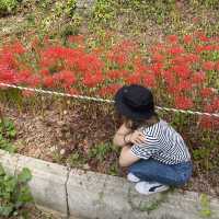 [전라도][영광] 불갑사 상사화 꽃 축제🌺