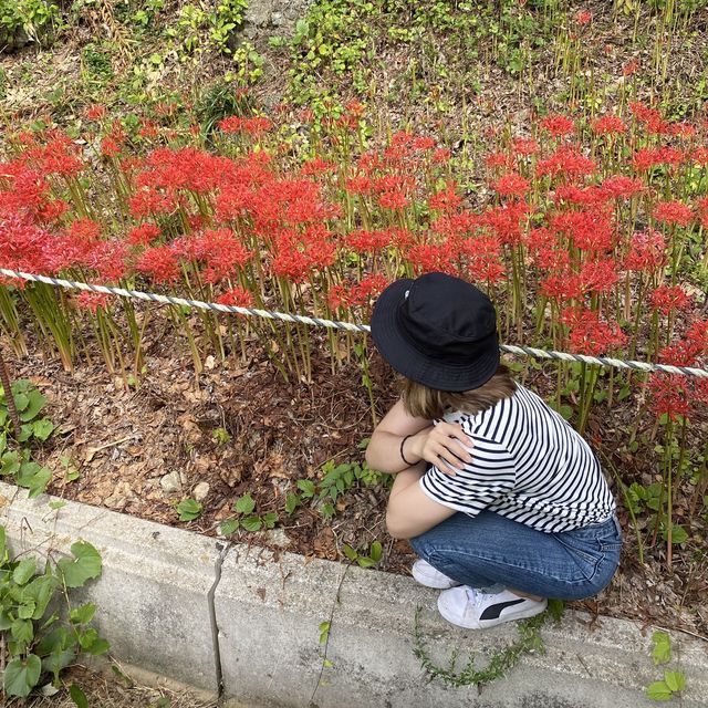 [전라도][영광] 불갑사 상사화 꽃 축제🌺