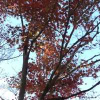 長瀞の紅葉ちょー綺麗！是非行ってみてください
