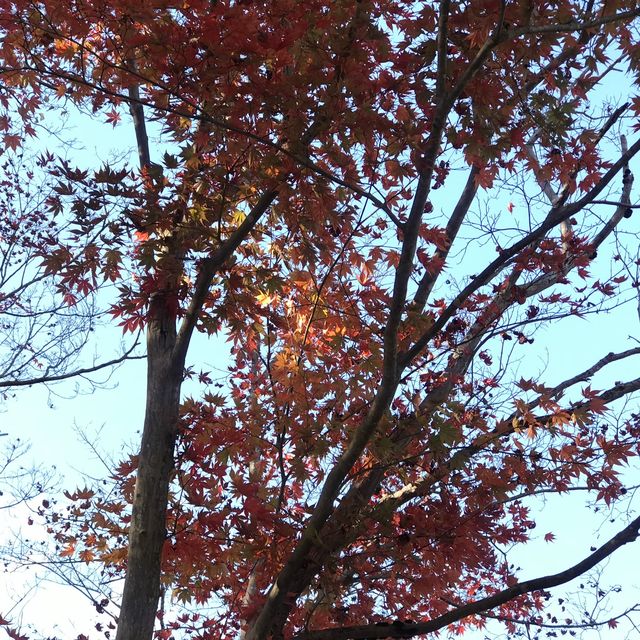 長瀞の紅葉ちょー綺麗！是非行ってみてください