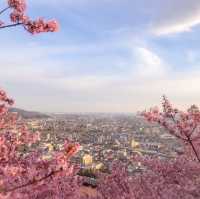 “Matsuda Cherry Blossom Festival” 🌸