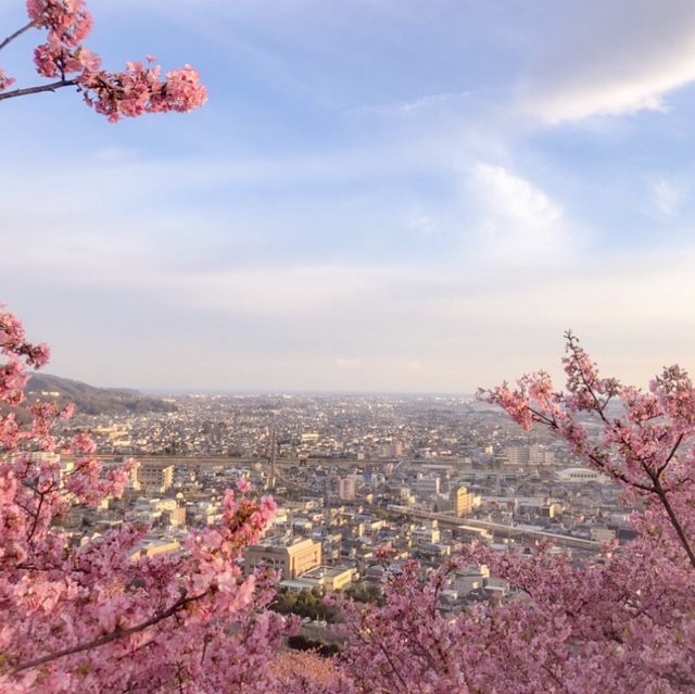 “Matsuda Cherry Blossom Festival” 🌸