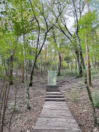 箱根＊ポーラ美術館　森の遊歩道