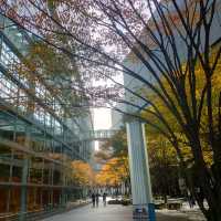 東京 有楽町 東京国際フォーラム "窓に映った紅葉" 幻想的、 現代建築と自然のコラボレーション!! 楽しみ方色々!!