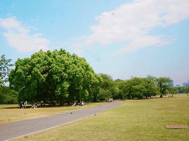 벚꽃명소로 불리는 도쿄의 신주쿠교엔🌸