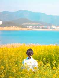 부안 수성당: 아름다운 노란색 물결