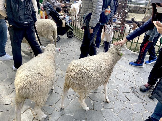 神戸🐏あまりの近さに驚いた！！【六甲山牧場】