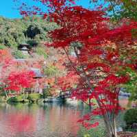 【紅葉巡り】京都ー永観堂