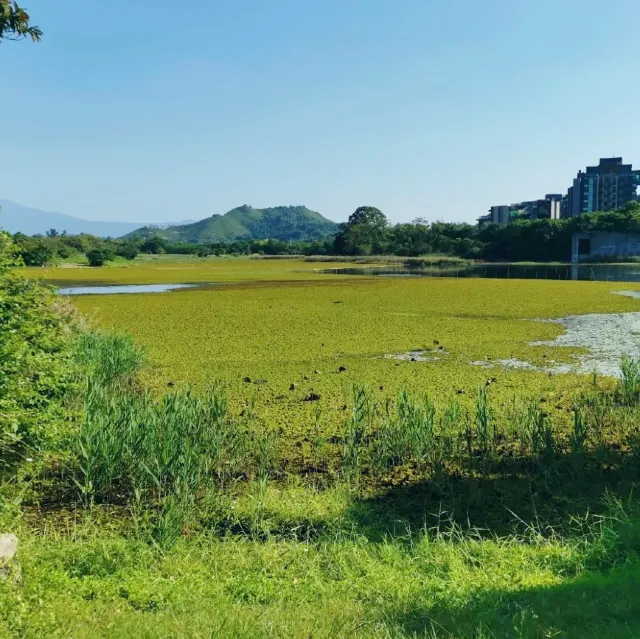 香港濕地公園|浮萍覆蓋的濕地水塘與蘆葦叢,背景為天水圍樓群及山巒;園內設有觀鳥屋及木棧道,是觀鳥及親近自然的熱門好去處