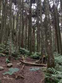 苗栗向天湖部落｜向天湖山+光高天山爬山之旅