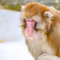 冬の円山動物園・サル山