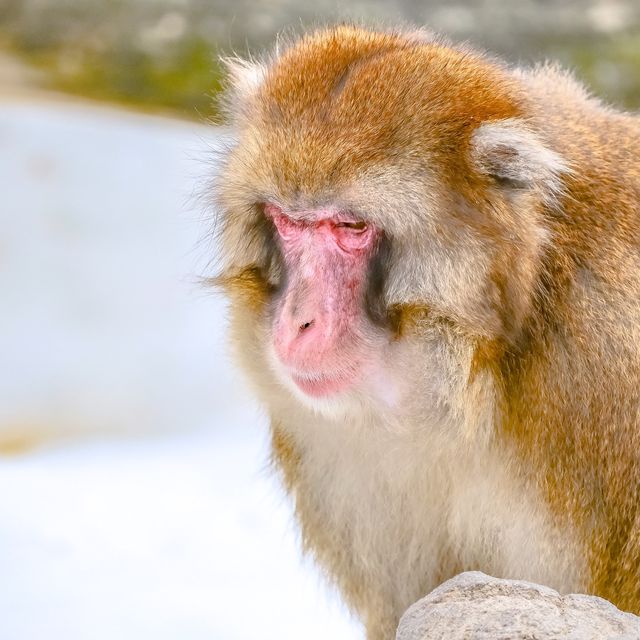冬の円山動物園・サル山