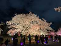 京都　SAKURA 桜めぐり❗️二条城のライトアップされた夜桜に感動❗️