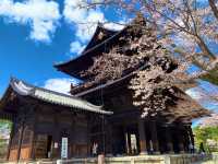 京都　SAKURA 桜めぐり❗️南禅寺の桜に感動❗️