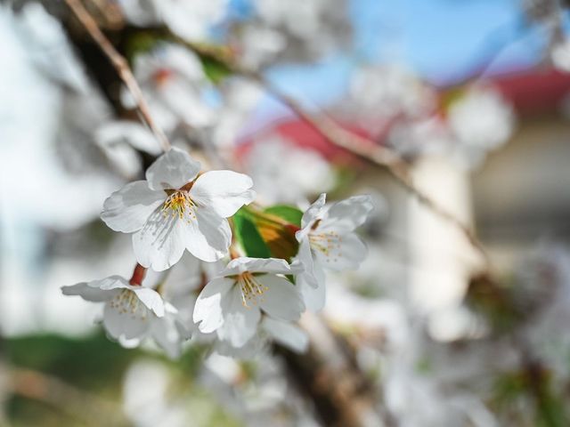 観音寺川の桜