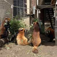 【北海道】間近で見学できる大迫力な動物園