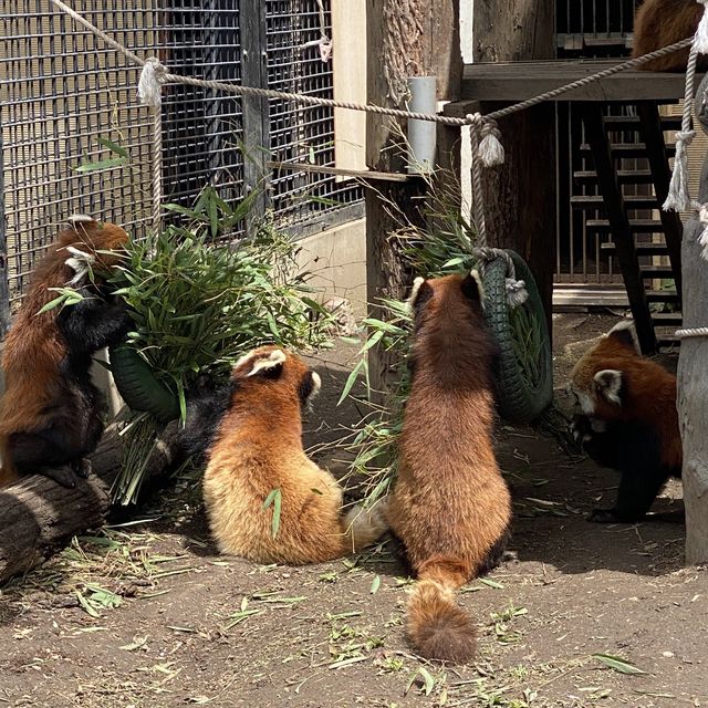 【北海道】間近で見学できる大迫力な動物園