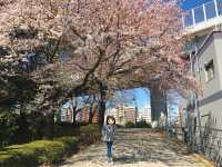 上野公園賞櫻去
