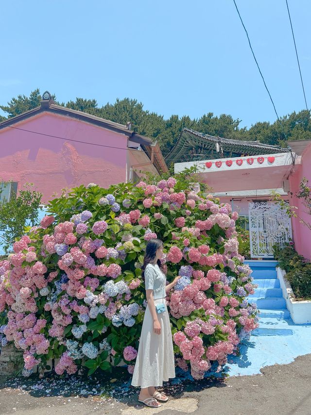 영도 분홍집 수국이 만개 했어요 💕🌿