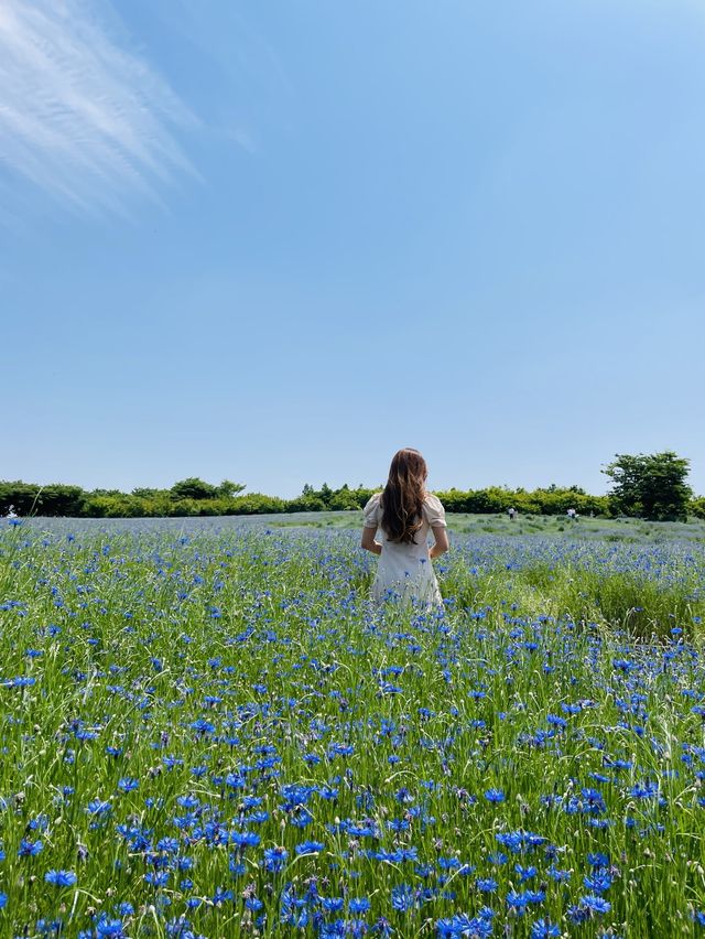 당진 가볼만한 곳 아그로랜드 태신목장💙