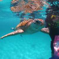 Beautiful coral in Redang Island!