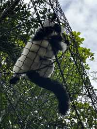 來泰國Safari World當一天動物飼養員吧！