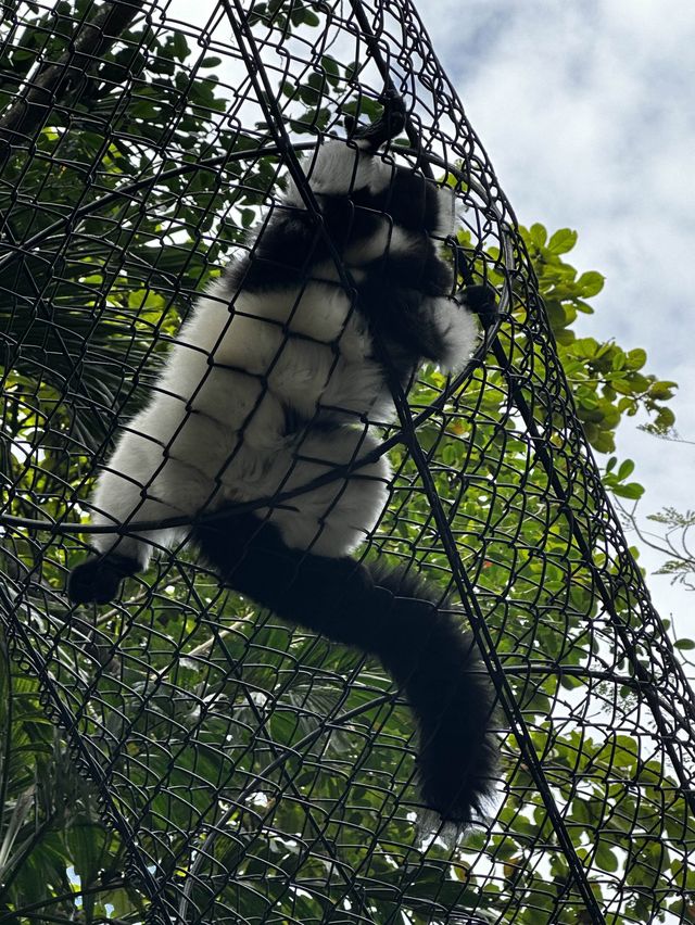 來泰國Safari World當一天動物飼養員吧！