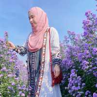 🌺 "ฮิมปิง ฟลาวเวอร์" แม่ริม เชียงใหม่🌺