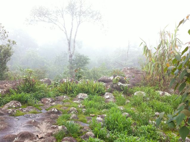 ทะเลหมอกนี้ที่อุทยานแห่งชาติภูหินร่องกล้า