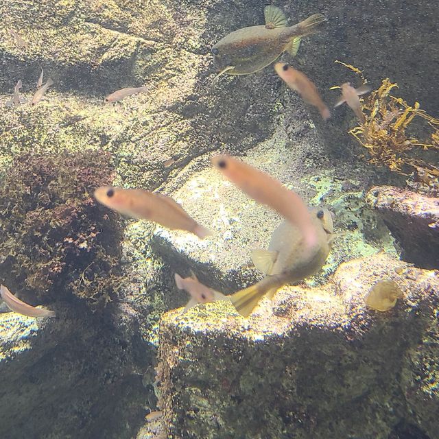 #aquamarine science museum🐠🐬🐳🐡