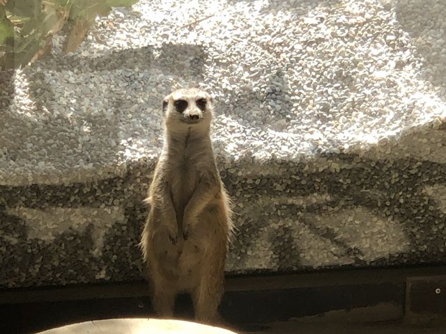 altTitle