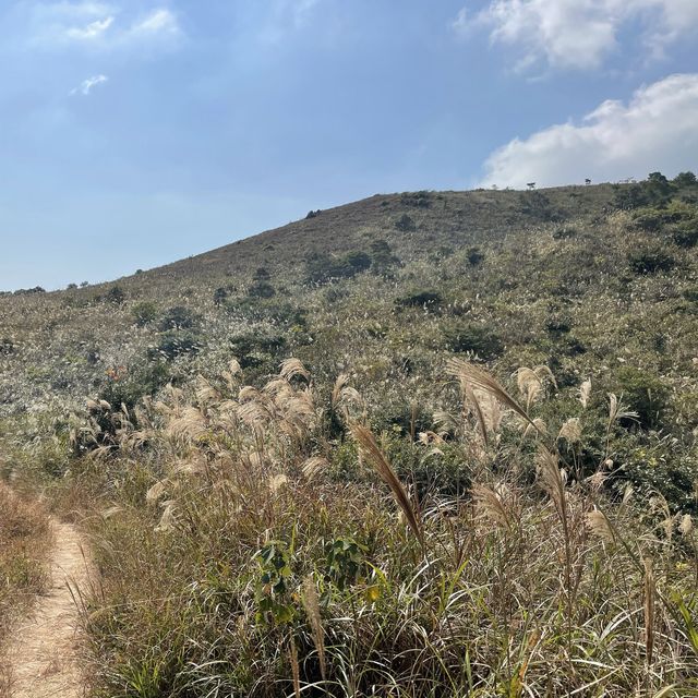 大嶼山看芒草🌾