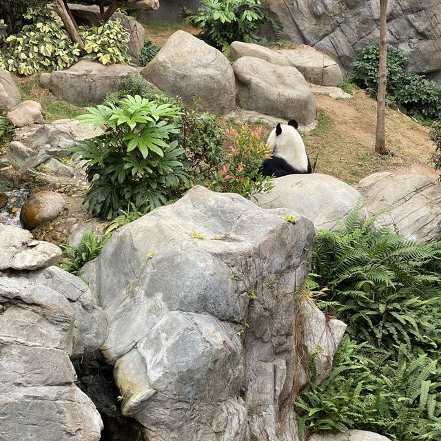 熊貓山莊