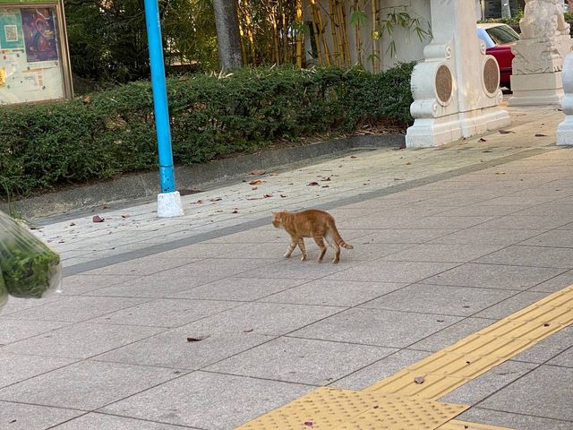 鳥語花香｜荔枝角公園