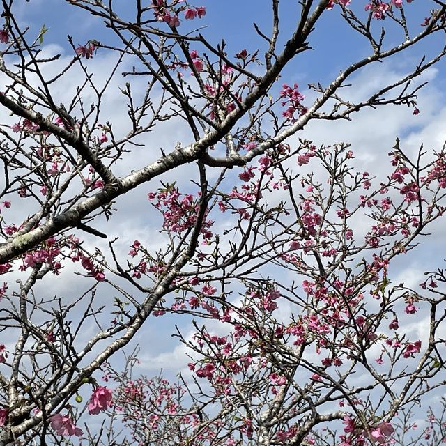 日本一早い桜祭り【やえせ桜まつり】
