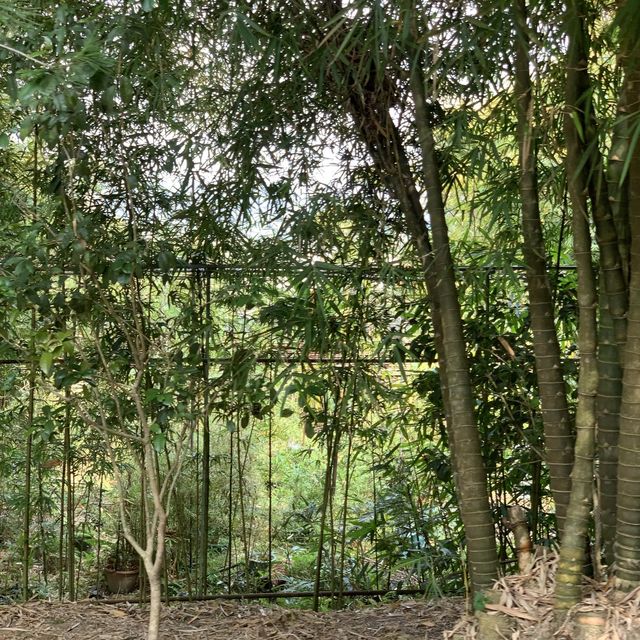 南投竹山｜青竹文化園區&隱竹別院🎋好像日本嵐山的竹林秘境