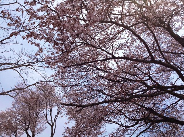 北海道　静内桜めぐり❗️ 二十間道路桜並木の桜に感動❗️