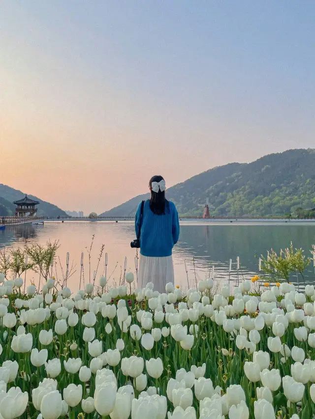 [대구] 튤립 사진 맛집 '옥연지 송해공원'🌷