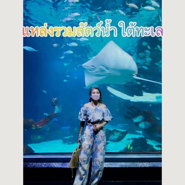 อควาเรีย ภูเก็ต แหล่งรวมสัตว์น้ำใต้ทะเล 