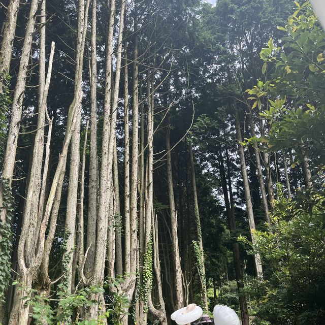 구좌읍 스냅사진 찍기 좋은 곳, "비밀의 숲" 