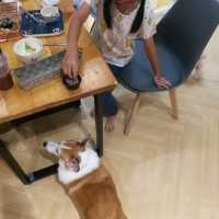"香港探店香港美食Corgi& The Gang"