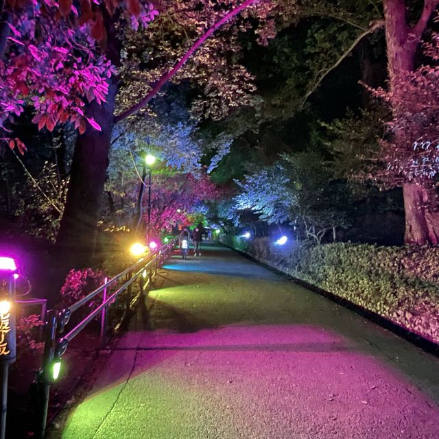 丸亀市　亀山公園のライトアップ