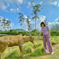 Kampung Cai Ranca Upas 