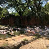 🦩🦘 Chiang Mai Zoo 🦥 🐘