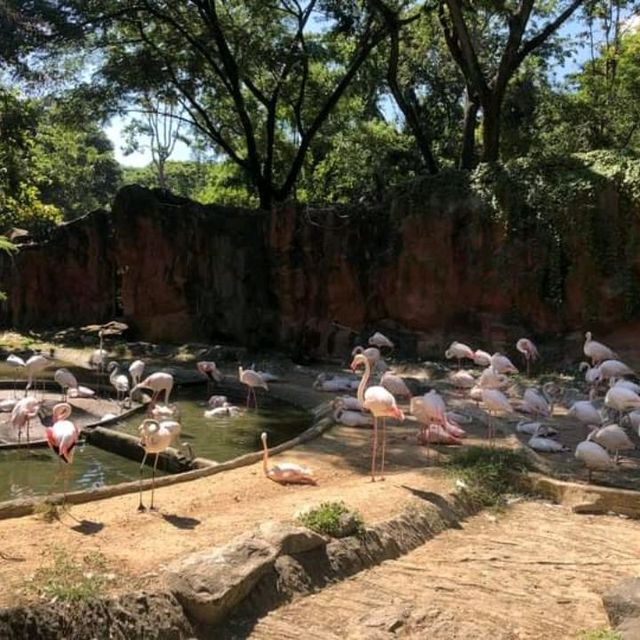 🦩🦘 Chiang Mai Zoo 🦥 🐘
