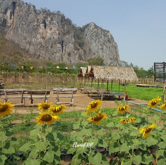 🌻 Woodhouse เขาฉกรรจ์ จ.สระแก้ว 🌻