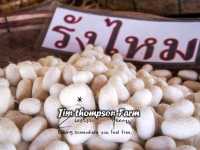 อลังการทุ่งคอสมอสงานเทศกาลดอกไม้@Jim Thompson Farm