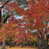 【石川】兼六園の紅葉🍁
